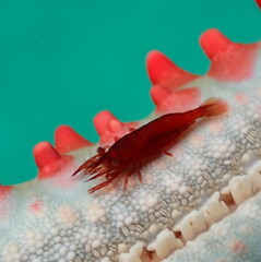 Zenopontonia soror