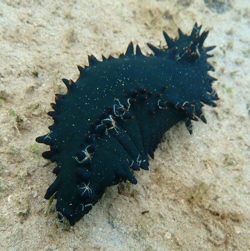 Photo of Greenfish sea cucumber (Stichopus chloronotus)