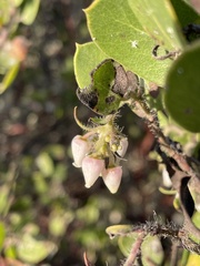 Arctostaphylos pilosula