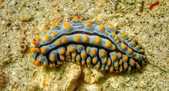 Phyllidia varicosa
