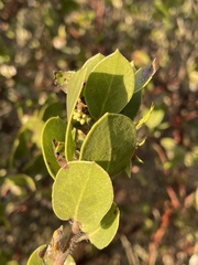 Arctostaphylos pilosula