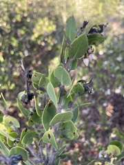 Arctostaphylos pilosula