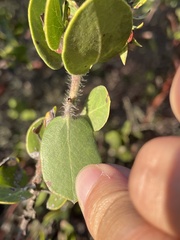 Arctostaphylos pilosula
