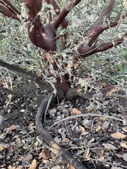 Arctostaphylos pilosula