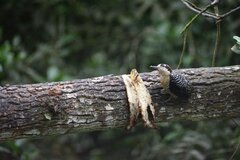Melanerpes pucherani