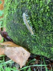 Xystocheir dissecta