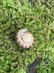 Xystocheir dissecta