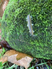 Xystocheir dissecta