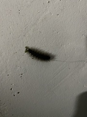 Apistosia judas