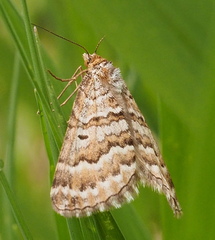 Chrysolarentia nephodes