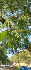 Schizolobium parahyba