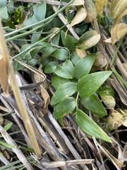 Asparagus asparagoides