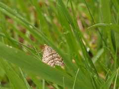Chrysolarentia nephodes