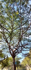 Schizolobium parahyba