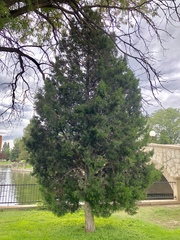 Juniperus virginiana