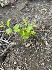 Asparagus asparagoides
