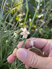 Asphodelus fistulosus