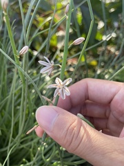 Asphodelus fistulosus