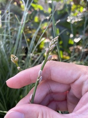 Asphodelus fistulosus