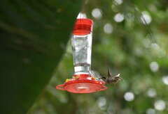 Phaethornis longirostris