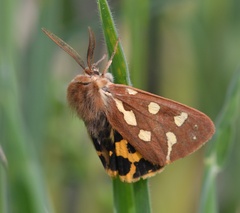 Arctia aulica
