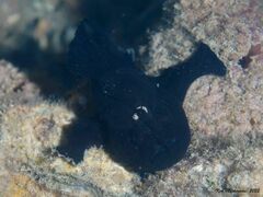 Antennarius striatus