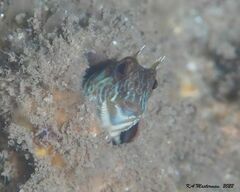 Parablennius intermedius