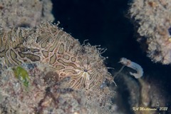 Antennarius striatus