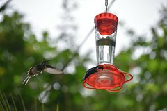 Phaethornis longirostris