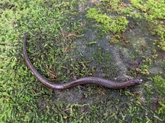 Batrachoseps attenuatus