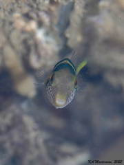Canthigaster valentini