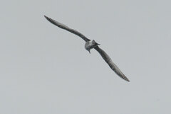 Larus brachyrhynchus