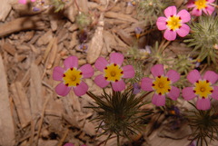 Leptosiphon montanus