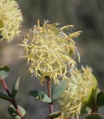 Pimelea sessilis