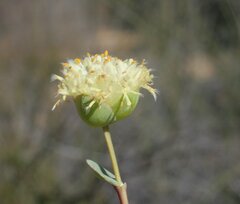 Pimelea sessilis