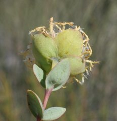 Pimelea sessilis