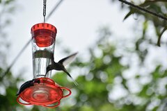 Phaethornis longirostris