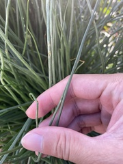 Asphodelus fistulosus