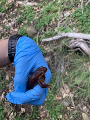 Taricha torosa