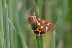 Arctia aulica