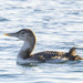 Yellow-billed Loon - Photo (c) uzun, some rights reserved (CC BY-NC), uploaded by uzun