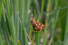 Arctia aulica