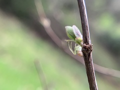 Diaea livens