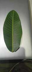 Ficus insipida