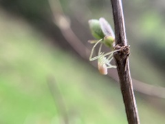 Diaea livens