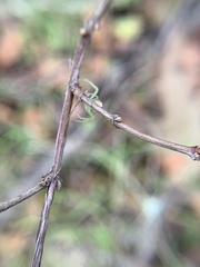 Diaea livens