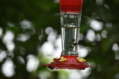 Chaetocercus berlepschi