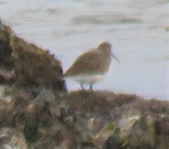 Calidris alpina