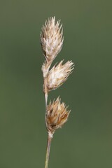 Carex bicknellii