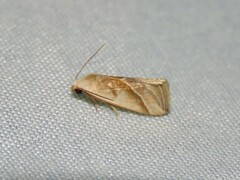 Micrathetis